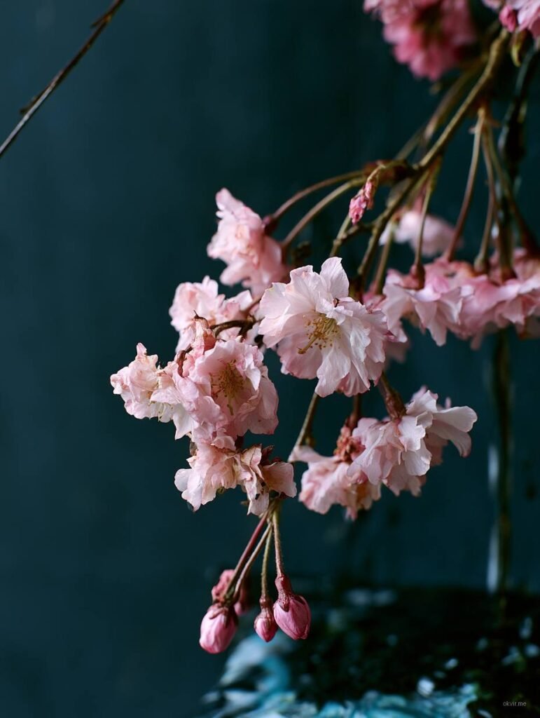 Roze cvjetovi japanskog trešnja na tamnoj tirkiznoj pozadini