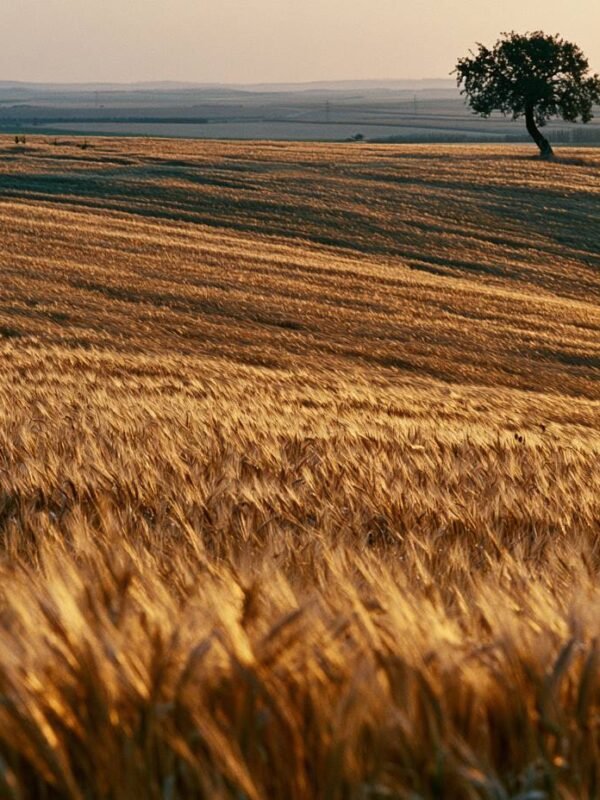 Zrela pšenica u toploj večernjoj svjetlosti sa samotnim stablom na horizont
