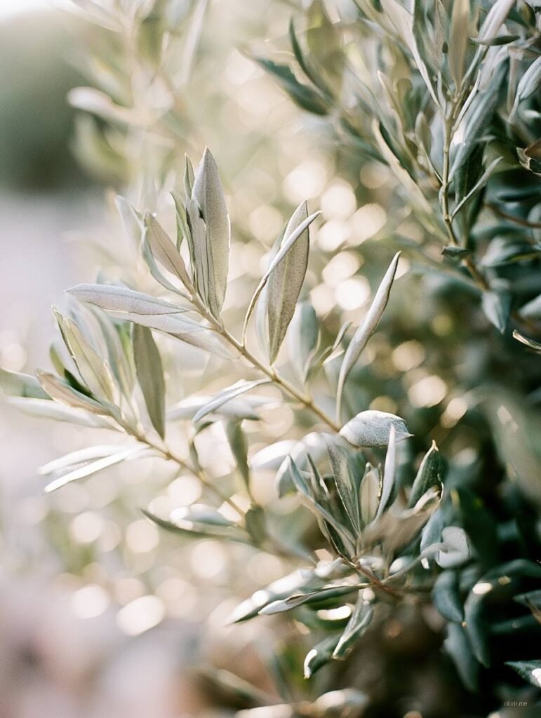Sreberni maslinovi listovi sa bokeh efektom